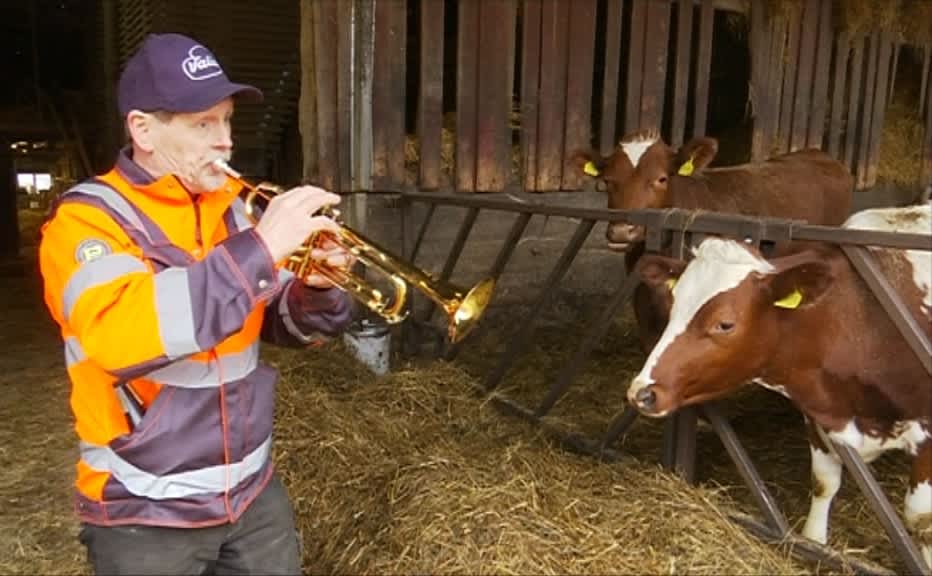 Mies soittaa trumpettia lehmille