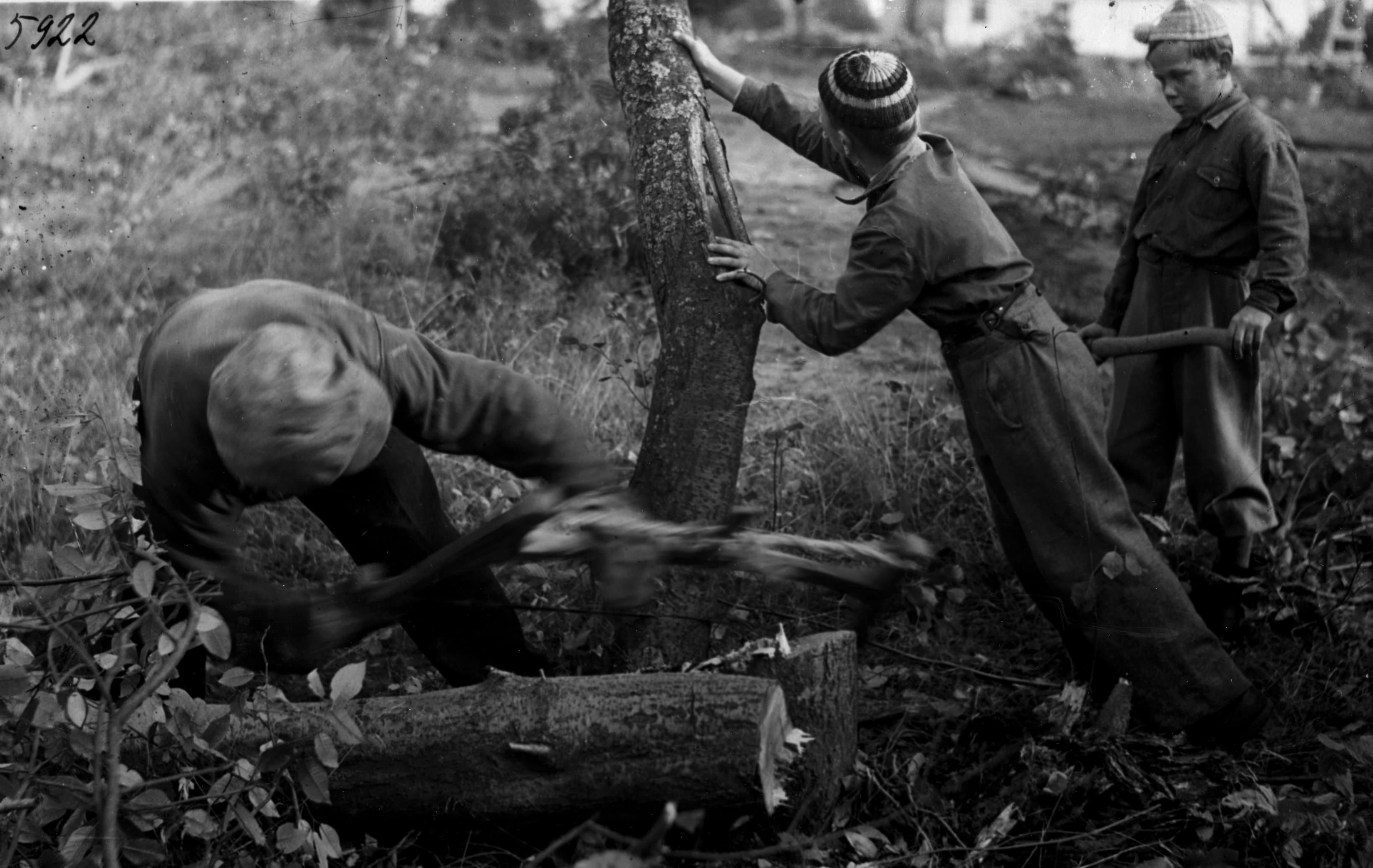 Pojat kaatavat puuta.
