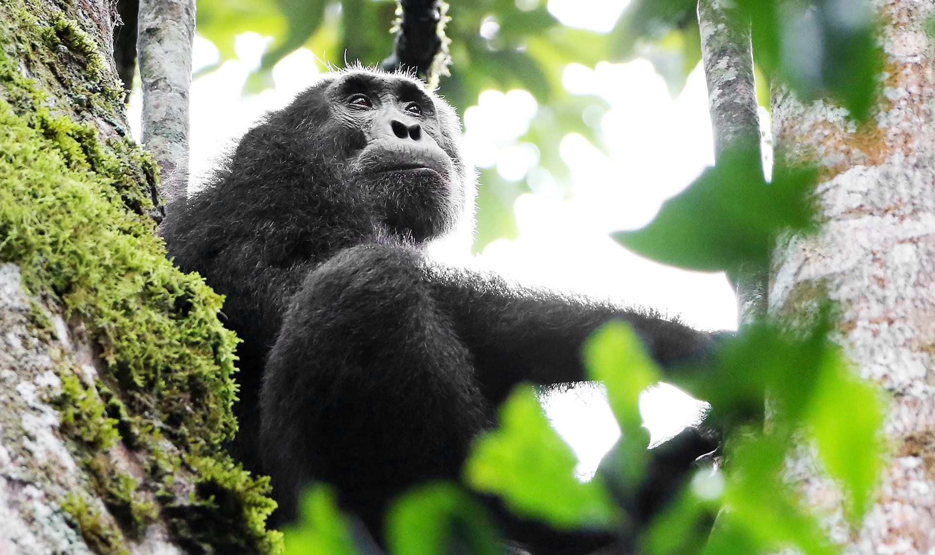 Simpanssi istuu puussa kibalen kansallispuistossa Ugandassa.