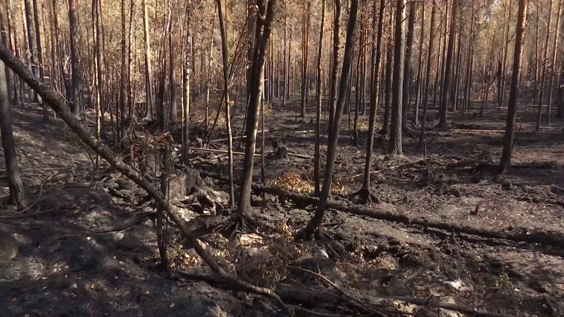 Metsäpalot piinaavat Karjalan tasavaltaa