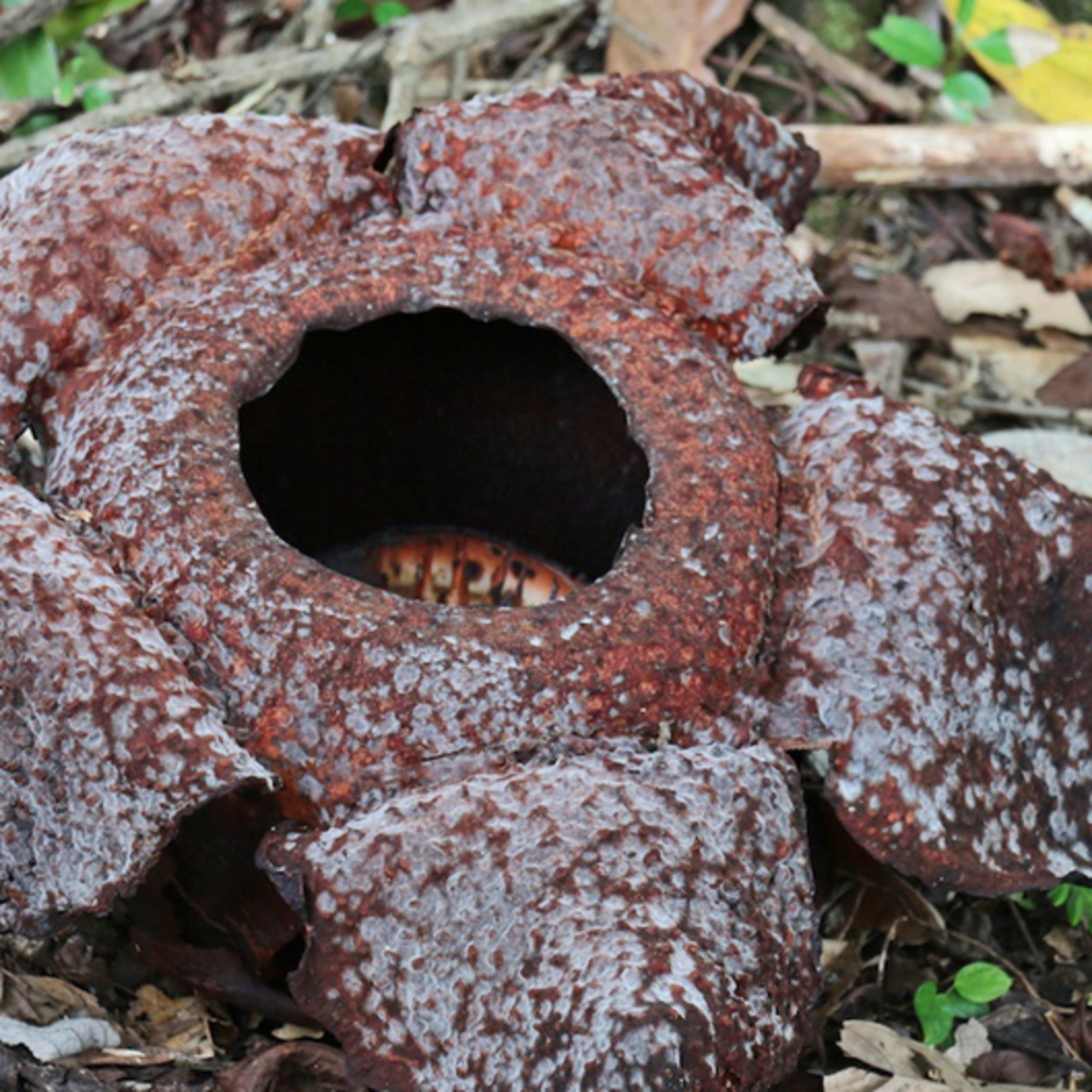 Metsäradio. Maailman suurin kukka löytyy sademetsästä Metsäradio