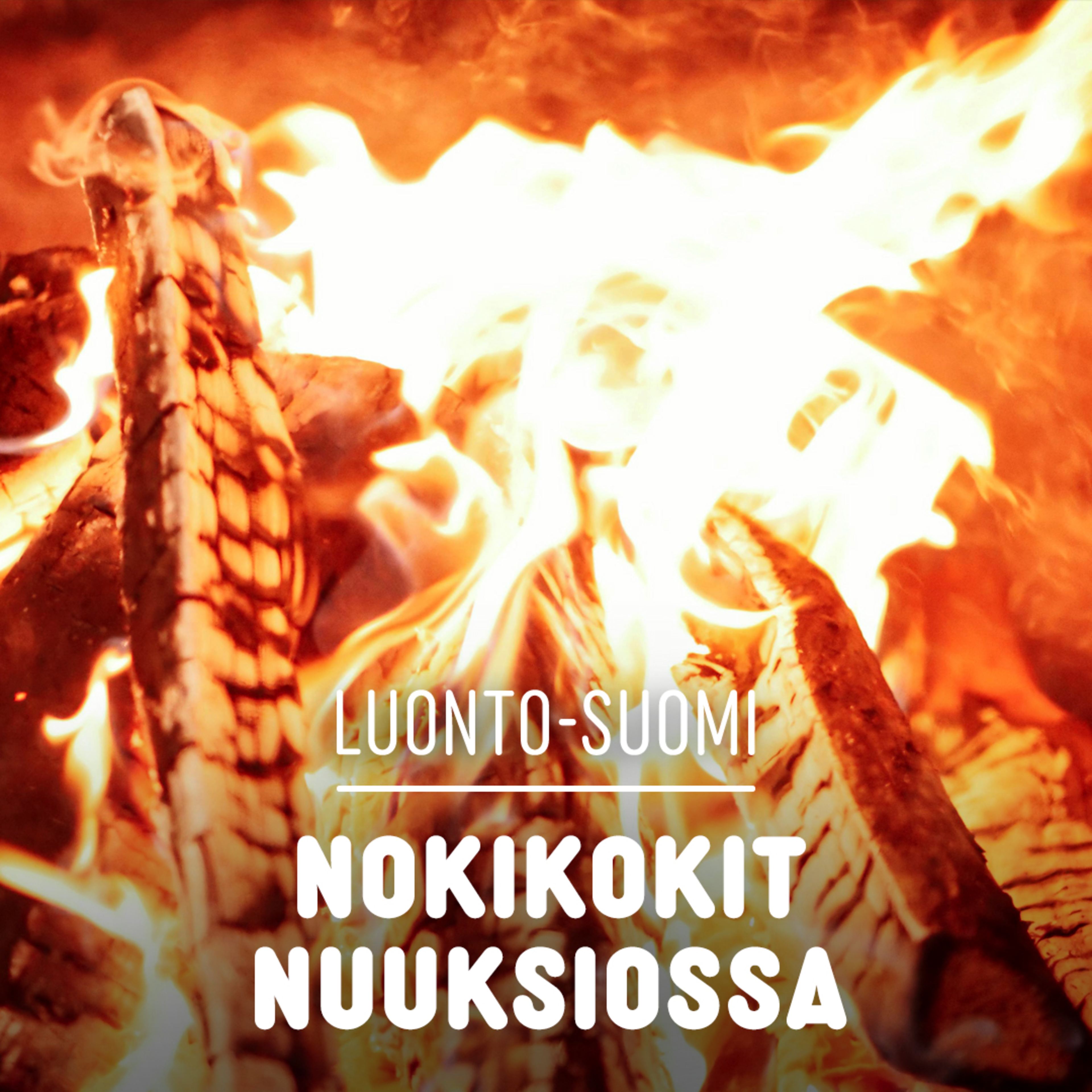 Nokikokit Nuuksiossa | Luonto-Suomi | Yle Areena