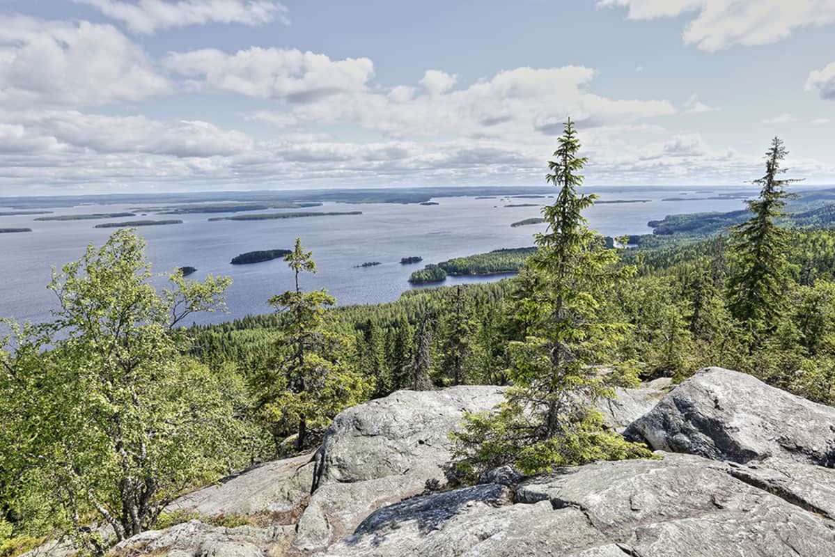 Suomen luonnon päivä sai ihmiset lähtemään metsään | Yle Uutisluokka  Triplet | Yle Areena