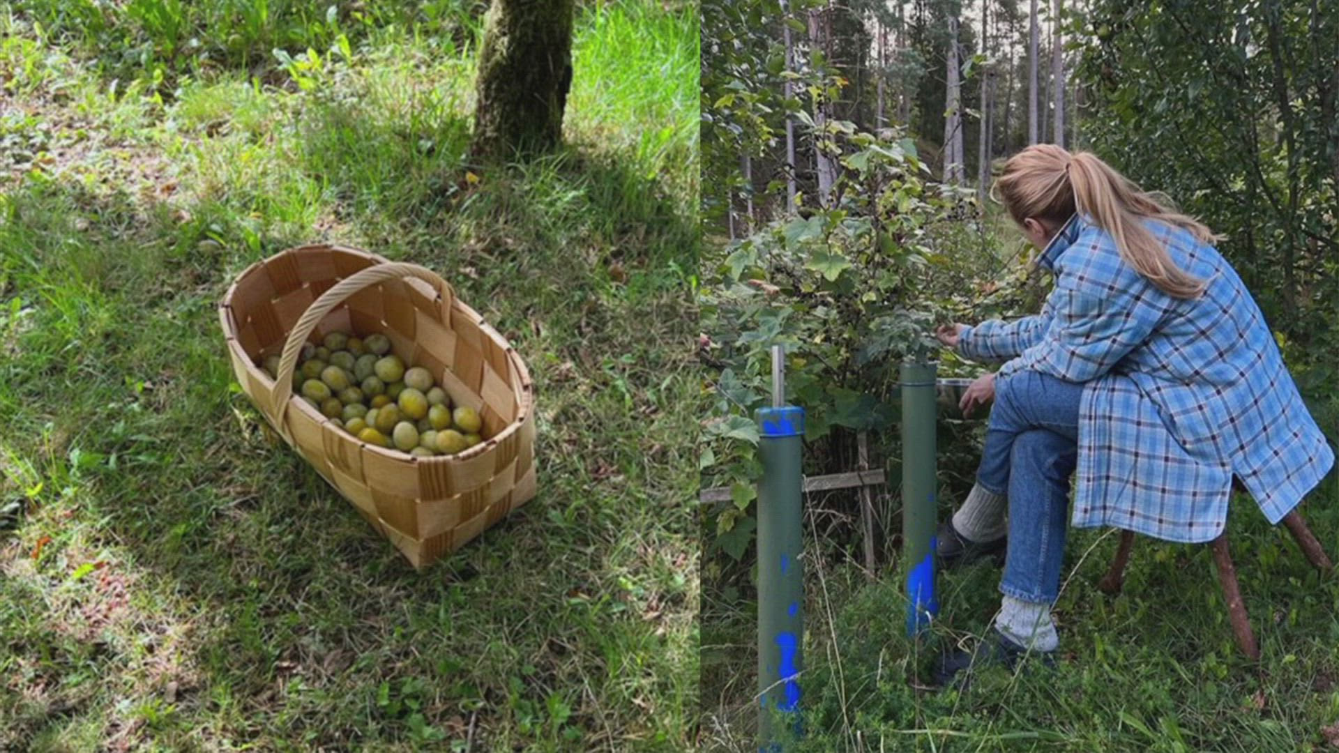 Vuoden mökkiläinen Kirsikka Simberg puolustaa rannattomia mökkejä | Ylen  aamu | Yle Areena