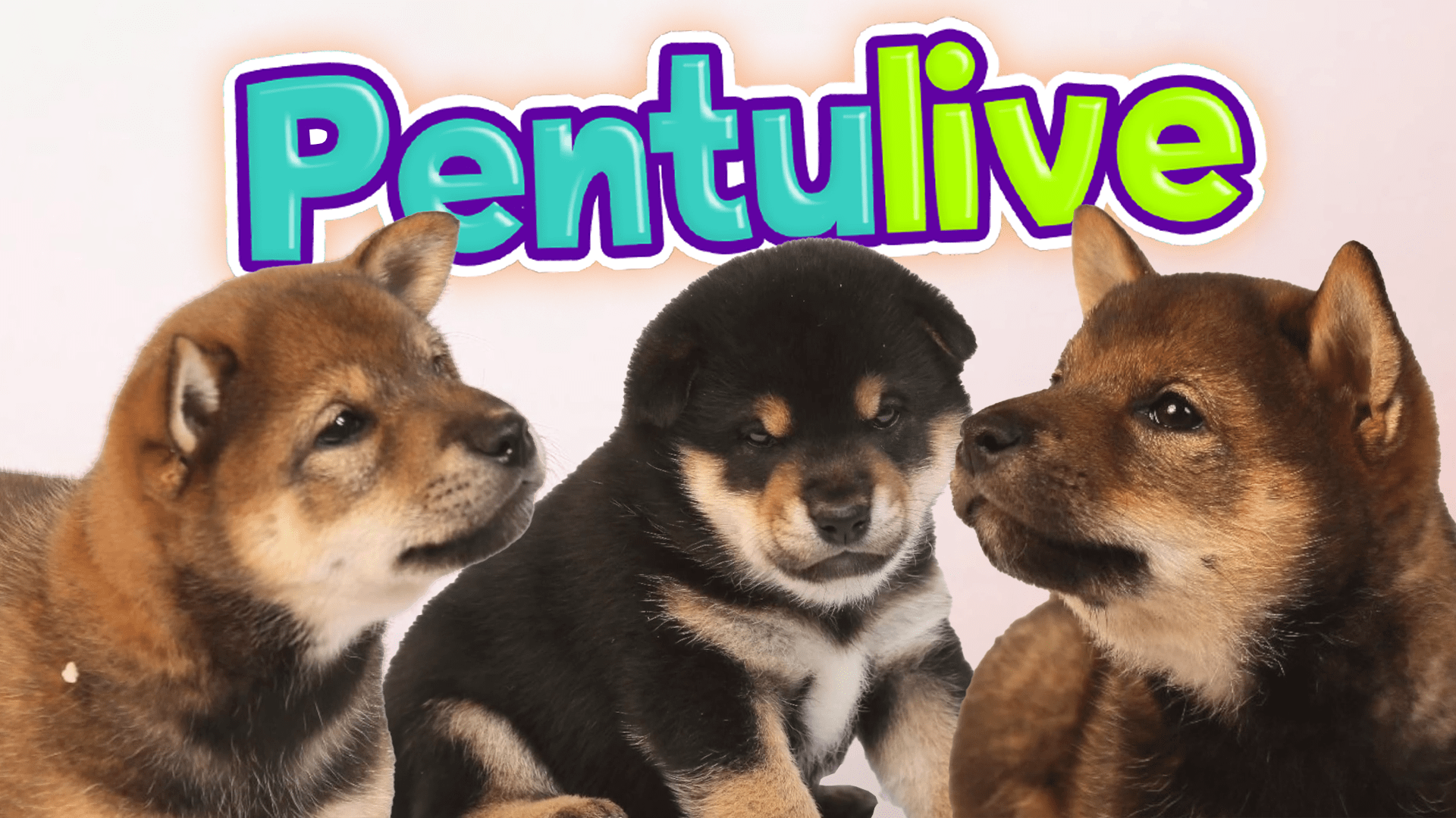 Pentulive | Yle Areena