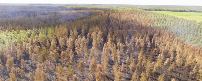Metsäpalon jälkiä Muhoksella