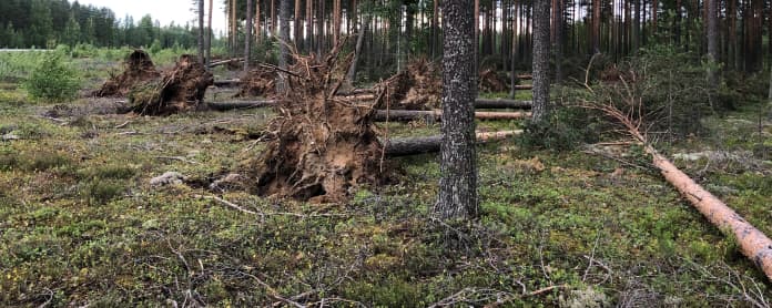 Päivö-myrsky pisti mäntyjä nurin Liperissä.