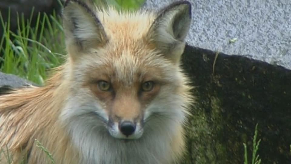 Raven Ett Anpassningsbart Rovdjur Vetamix Svenska Yle Fi