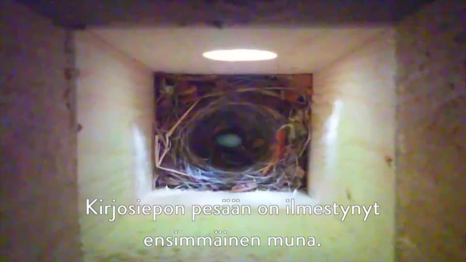 Kurkista Kirjosiepon Ponttoon Miljoona Linnunponttoa Yle Fi