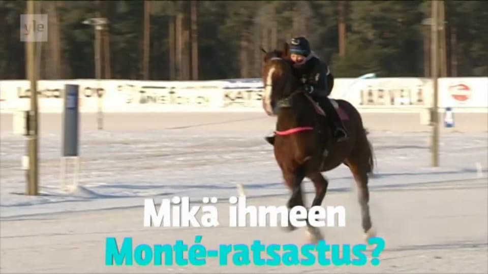Monte Ratsastus Vaatii Hevoselta Paata Ja Ratsastajalta Reisia