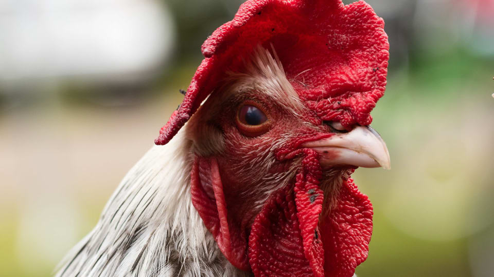 kakka aikana anaali seksi video-