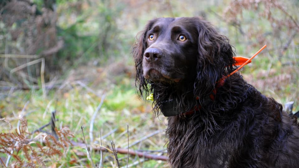 Hunden Choko Ar Till Stor Hjalp Vid Viltjakt Wachtelhund Slar Igenom Som Ny Ras Inom Jakt Ostnyland Svenska Yle Fi