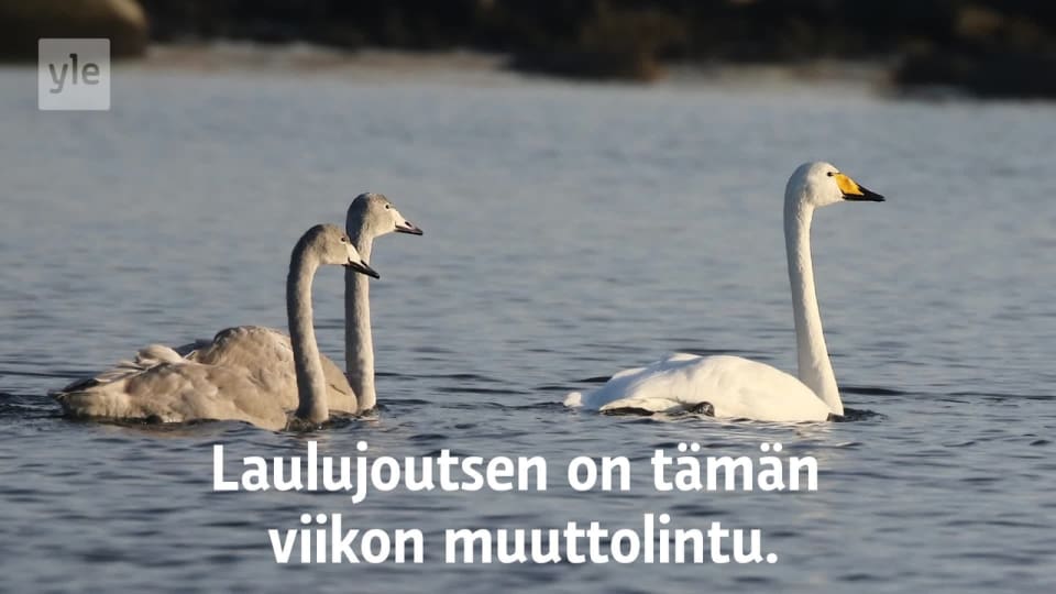 Nama Linnut Lahtevat Nyt Viikon Muuttolintu Seuraa Syksyn