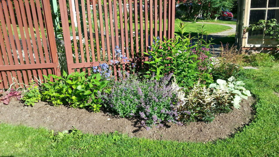 Runsaasti Ja Kauan Kukkiva Kukkapenkki Nain Teet Vanhanaikaisen Istutuksen Puutarha Stromso Yle Fi