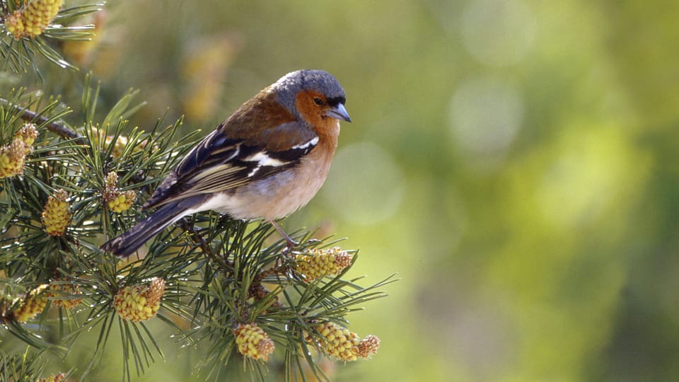 Kuka lintulaudallani ruokailee: Peippo | Suomen linnut | Luonto 