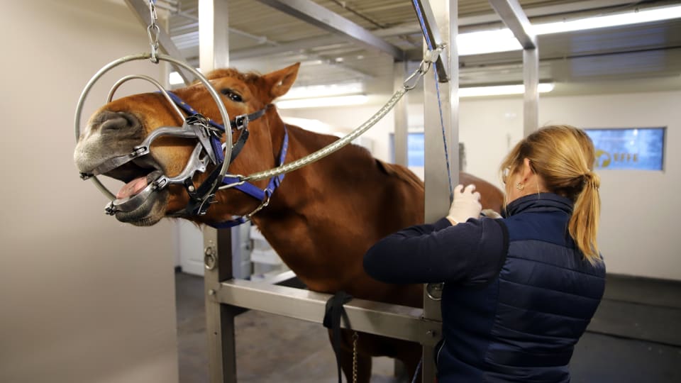 Kun hevonen sairastuu Lapissa, apu on usein kaukana, mutta Tornion uusi  eläinklinikka helpottaa tilannetta lähialueella