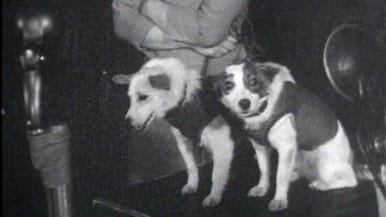 Avaruuskoirat Strelka ja Belka lehdistötilaisuudessa (1960).