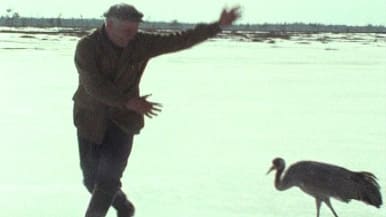 Petteri-kurkea yritetään innostaa.