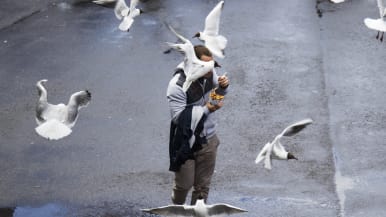 Lokit lentelevät ruokailijan ympärillä