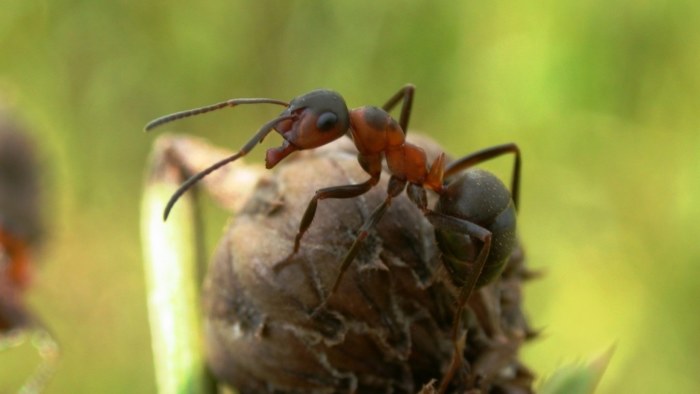 Tunnetko muurahaiset ja niiden tavat? Tee Yle Luonnon muurahaistesti! |  Luonto 