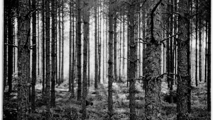Metsää siirtyy kaupunkilaisten metsäummikoiden omistukseen – Miten  suomalaisten metsien käy? | Dokumentit 