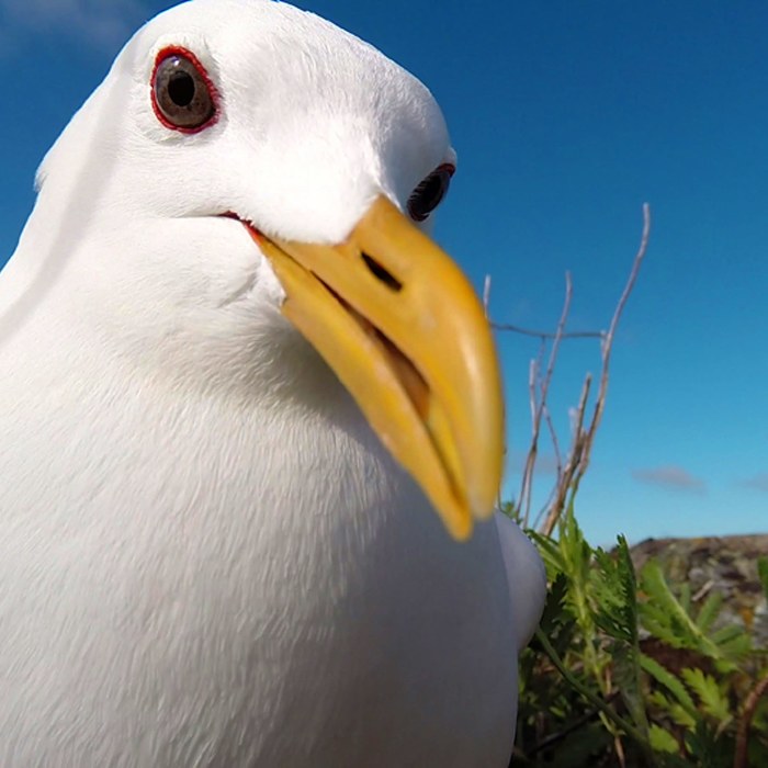 Mikä on Suomen painavin lintu? Testaa, osaatko laittaa siivekkäät  painojärjestykseen! – Luonto – 