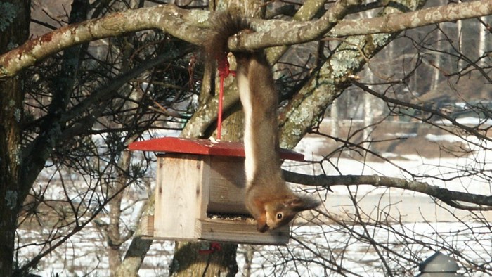 Lintulaudan yllätysvieraat - miten saat oravan kuriin? | Luonto 