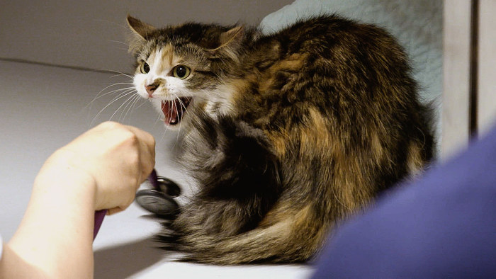 Kissakuiskaaja puhuu kissalle kissan kieltä — purisee, muttei sähise |  Eläinsairaala 