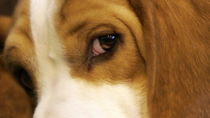 Hoppade fran eiffeltornet dog Hoppade fran eiffeltornet dog