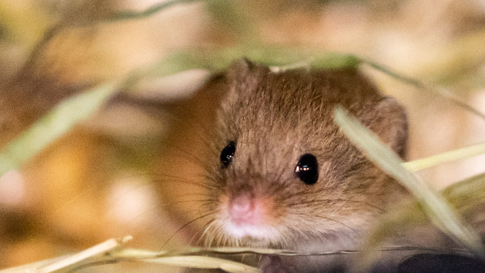 Suomen pienin jyrsijä vaivaishiiri on söpö kuin mikä | Luonto 