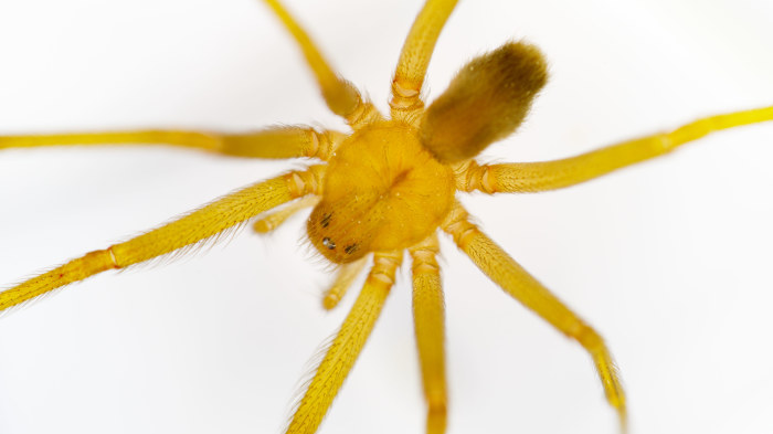 Luonnontieteellisen museon myrkkyhämähäkki vihdoin lähikuvissa | Prisma  Studio | Tiede 