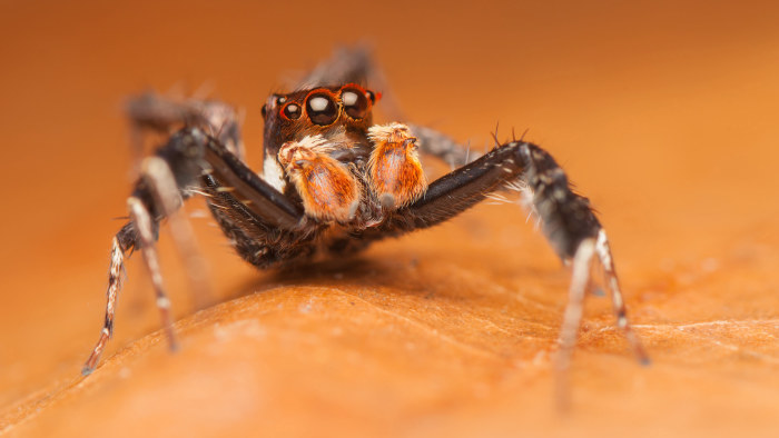 Hyppyhämähäkkien superaivoista lisää laskentatehoa tietokoneisiin? |  Tiedeblogi | Tiede 