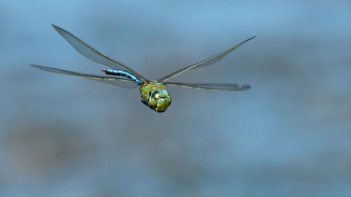 Trollsländan, evolutionens perfekta lilla attackhelikopter