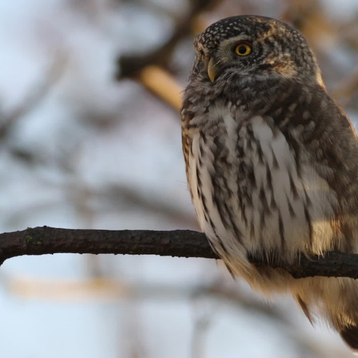 Mikä on Suomen painavin lintu? Testaa, osaatko laittaa siivekkäät  painojärjestykseen! – Luonto – 