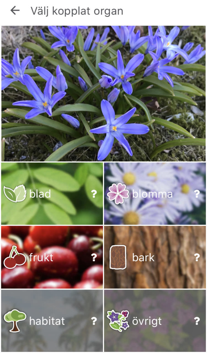 Så här identifierar du växter och djur med hjälp av din mobiltelefon –  Natur – 