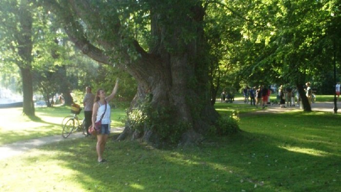 Missä on Suomen vanhin puu? | Luonto 