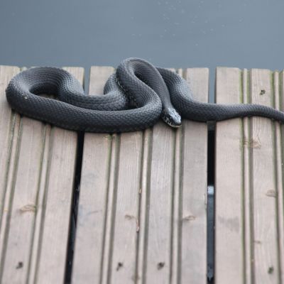 Musta kyy paistatteli päivää laiturilla.