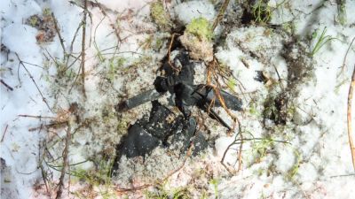 En svart väska skymtar under snön i skogsterräng.