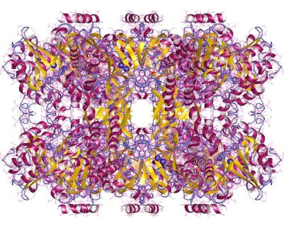 Glutaminsyntasets proteinstruktur.