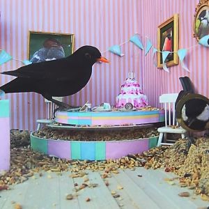 Mustarastas ja talitiainen livekamerassa lintulaudalle lavastatuissa synttärikutsuilla