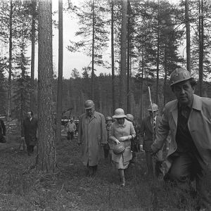 Käynti Haukanmaan metsätyökeskuksessa, Elisabet II seurueineen kävelemässä metsässä, Elisabetilla kypärä kädessä.