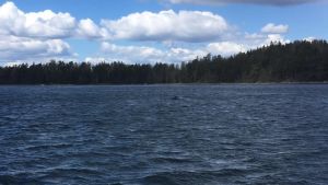 Flasknosdelfiner har inte observerats i Finland på 70 år. delfin som skymtar i havet i en skärgård