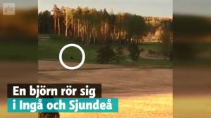 Skärmdump från en video på Arenan. Björnen sågs i Ingå och Sjundeå för ungefär ett år sedan. En skärmdump från en video där en björn rör sig i Ingå och Sjundeå