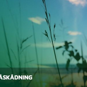 Abimix grafik för studentexamensproven i livsåskådning