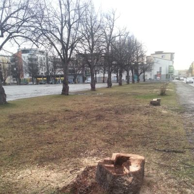Puita kaadettu puistossa
