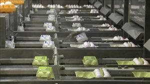 Varje dag packas det en miljon ägg här på Muna Foods packeri i S:t Karins. Inför påsk blir inget kvar i lagret utan alla ägg går åt. Ägg packas i kartonger vid Muna Foods packeri i S:t Karins.