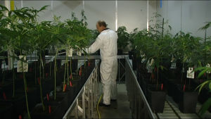 Lääkekannabista viljellään Hollannissa yksityisten yritysten toimesta. Hollannin terveysministeriö valvoo jakelua. Mies kastelee lääkäkannabis-kasveja kasvihuoneessa.