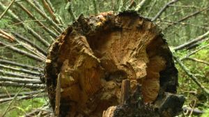 Vindfällen blir kvar och förmultnar, vilket bibehåller biodiversiteten men är dålig nationalekonomi. Natura 2000 områden växer igen, då inget får röras på området