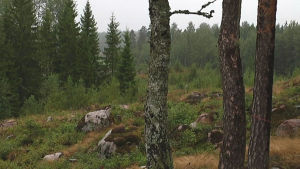 Här är det meningen att en av de åtta vindmöllorna ska resas Platsen där en av de åtta vindmöllorna kommer att resas