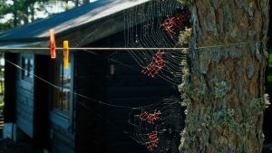 Ninas första riktiga konstprojekt på Pörtö var att försöka lappa trasiga spindelnät.(foto: "Courtesy of the artist and Catharine Clark gallery") Nina Katchadourian gör konst av spindelnät